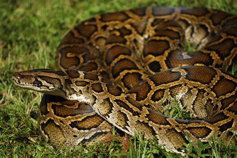 Vad Är Karaktäristiken Hos En Python Snake?